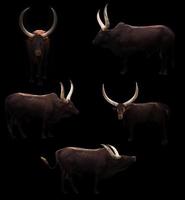 ankole watusi in dark background photo