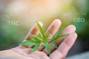 Hand holding marijuana leaf with cbd thc chemical structure photo