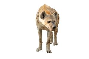 spotted hyena isolated photo