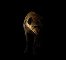 spotted hyena standing in the dark photo