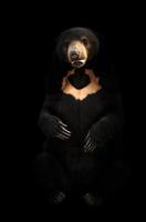 malayan sunbear  in dark background photo