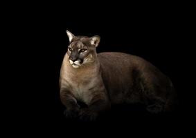 puma in dark background photo