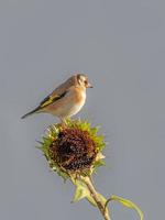 Goldfinch sits on a faded sunflower against gray background photo