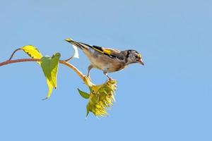 Goldfinch sits on a faded sunflower in front of blue background photo