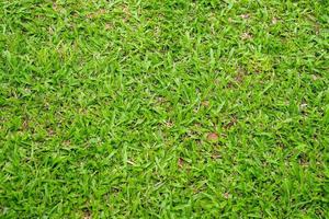 textura de hierba verde para el fondo. patrón de césped verde y textura de fondo. foto
