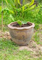 A small tree plantation in Terra Cotta pot. photo