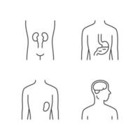 Healthy human organs linear icons set. Kidney and spleen in good health. Functioning stomach. Thin line contour symbols. Isolated vector outline illustrations. Editable stroke