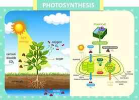 Diagram showing process of photosynthesis in plant vector