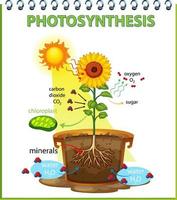 Diagrama que muestra el proceso de fotosíntesis en girasol. vector