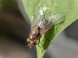 Common fly on leaf photo