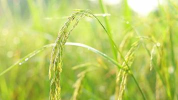 arroz campo verde agricultura ecossistema asiático arroz paddy campo Vietnã verde farm. video