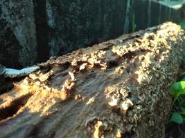 logs in the morning sunshine photo
