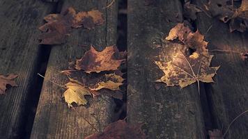 hojas de otoño en la mesa de madera en el parque video