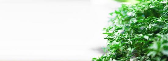 Panorama banner background. Green leafy bush, empty space for text. photo