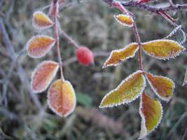 Autumn leaves of plants and fruits in case of frost photo