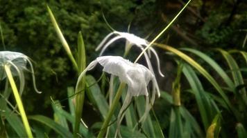 flor de hymenocallis speciosa foto