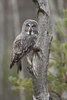 Great grey owl photo