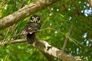 búho de anteojos, pulsatrix perspicillata foto