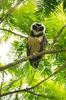 búho de anteojos, pulsatrix perspicillata foto