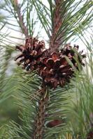 Spruce branch with long needles photo