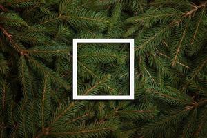 marco blanco en las ramas de los árboles de navidad foto
