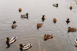 several wild city ducks swim in the autumn pond with fallen leaves in the fall park photo