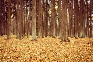 otoño dorado tiempo de otoño foto