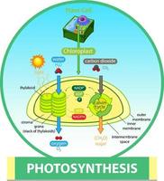 Diagram showing process of photosynthesis in plant vector