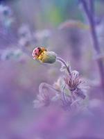 pequeña mariquita en la flor foto