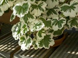 Variegated leaves on a zonal Pelargonium plant
