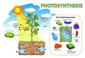 Diagram showing process of photosynthesis in plant vector