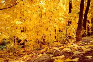 golden fall autumn time photo