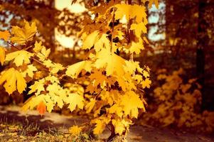 golden fall autumn time photo