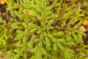 a small growing evergreen spruce or fir in the autumn forest