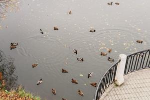 patos en un estanque foto