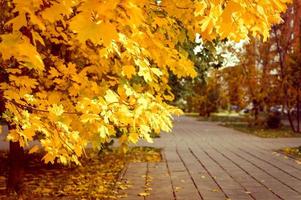 golden fall autumn time photo