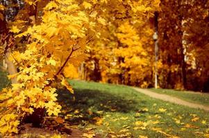 golden fall autumn time photo