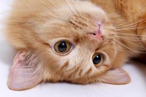 Cute Ginger Cat photo