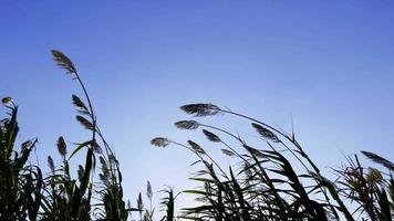 Plant Reeds in the Wind video