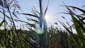 canne di piante al vento video