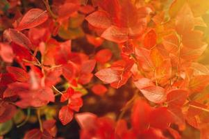 arbusto de otoño con hojas de arándano foto