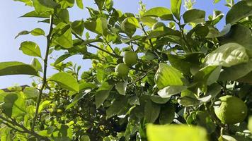 limão orgânico saudável na árvore