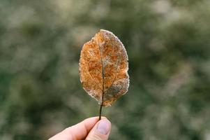 Otoño hoja de otoño en la mano de una mujer con el telón de fondo de la hierba verde borrosa foto