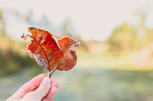 autumn fall leaf in a woman's hand against the background of blurred green grass photo