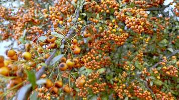 Orange hawthorn  Plant Fruit Details video