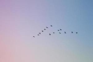 Flock of cranes flying in the sky photo