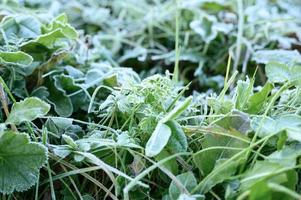 frosty grass leaves frozen in autumn photo