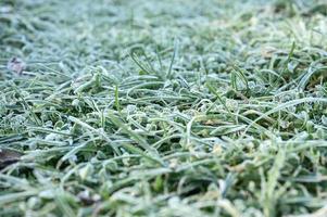 frosty grass leaves frozen in autumn photo