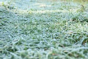 frosty grass leaves frozen in autumn photo