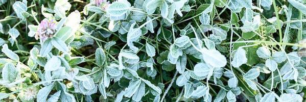 frosty grass leaves frozen in autumn photo